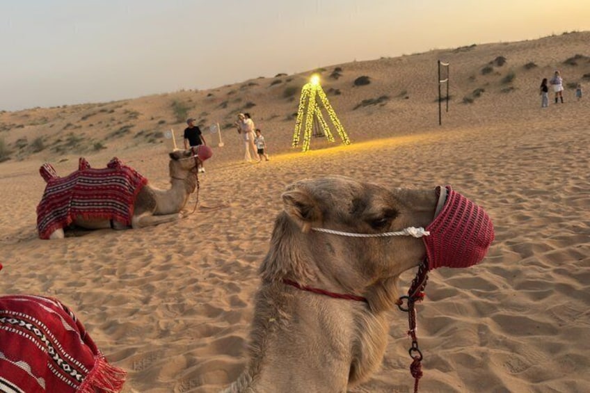 A camel with a red hat in a desert setting. 3