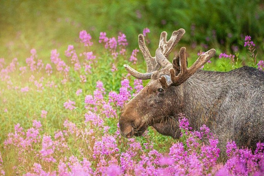 Svolvær Lofoten Wildlife Moose Safari 2
