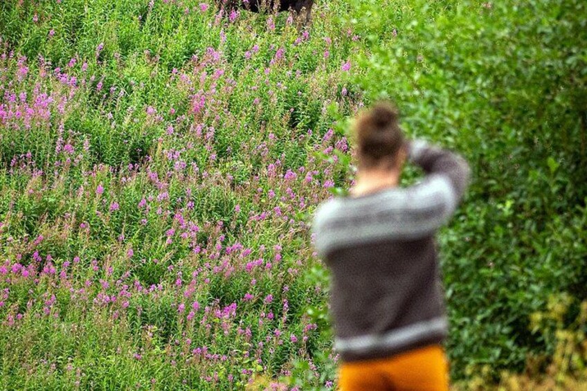 Svolvær Lofoten Wildlife Moose Safari 3