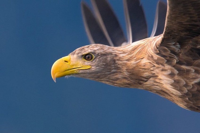 Ein Nahaufnahme eines Greifvogels mit gelbem Schnabel und braunen Federn. 3