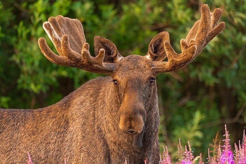 Svolvær Lofoten Wildlife Moose Safari 2