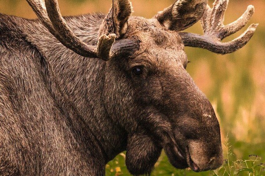 Svolvær Lofoten Wildlife Moose Safari 2