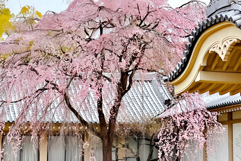A cherry blossom tree in full bloom with a traditional Japanese building in the background. 4