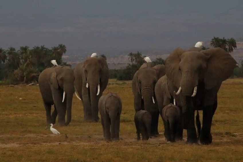 A herd of elephants with birds perched on them in a grassy savannah. 2