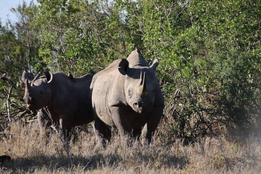 Two rhinos in a dry grassland with sparse trees. 5