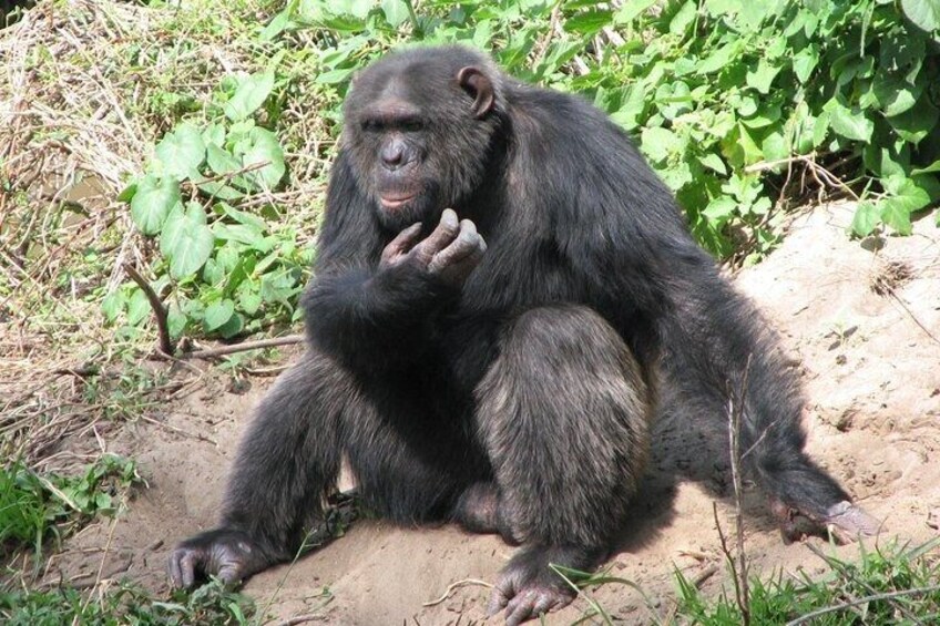 A chimpanzee sitting on the ground surrounded by greenery. 4