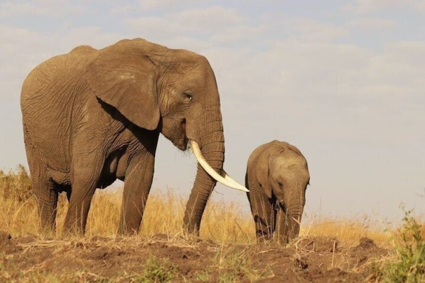 Two elephants in a dry grassland with a clear sky. 1