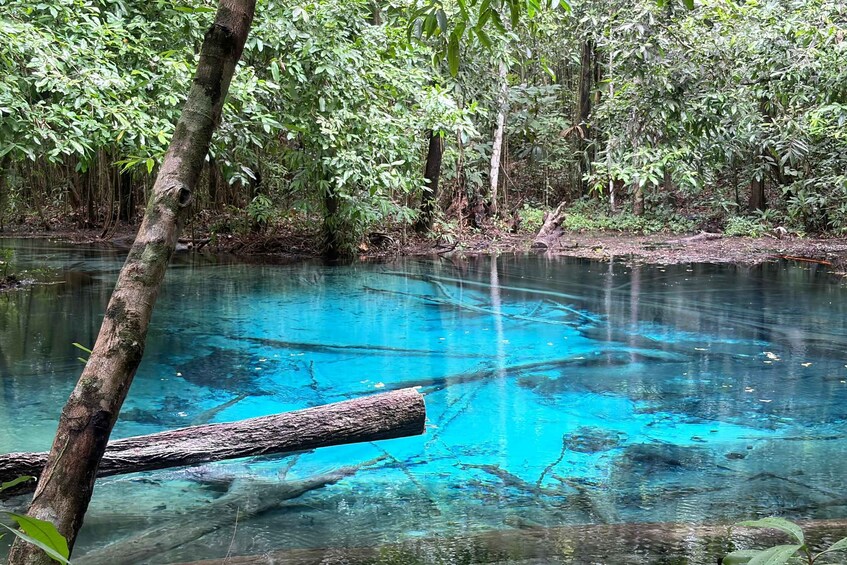 A forested area with a clear blue water body, surrounded by dense green foliage. 4