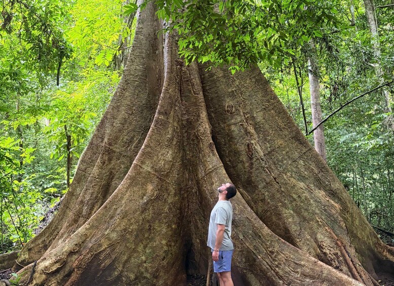 A person standing under a large tree with a thick trunk. 3