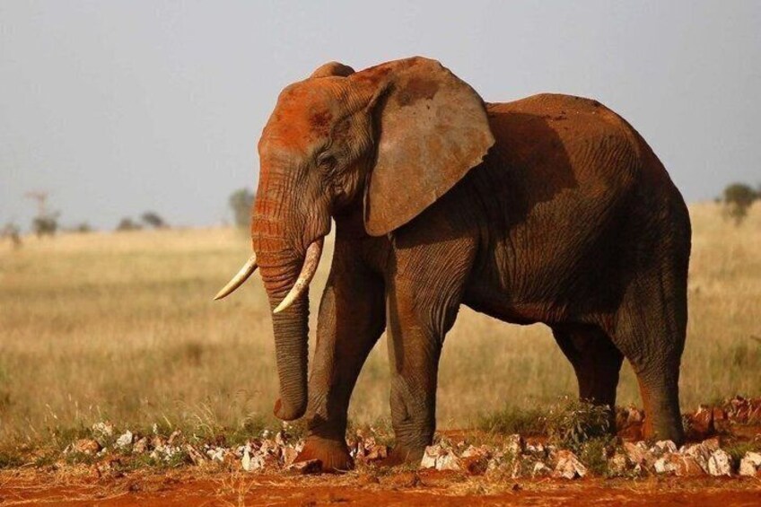 Een olifant staat in een grasveld met droge grond. 4