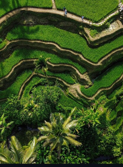 Terraced rice fields with pathways and palm trees. 3