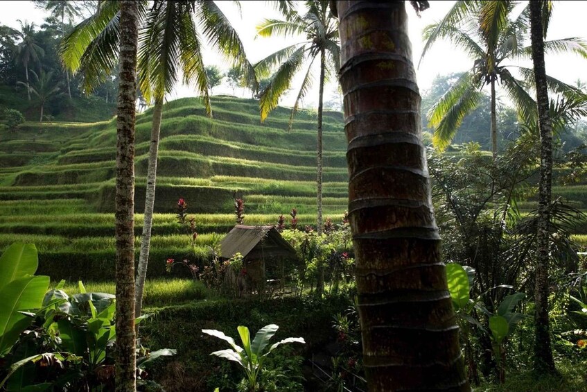 Terraced rice fields, palm trees, and a small traditional hut. 1