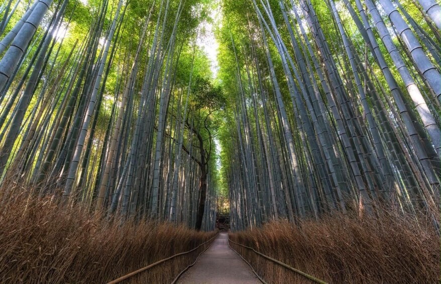 Picture 10 for Activity Kyoto: Full-Day Private Tour with English-Speaking Driver 4