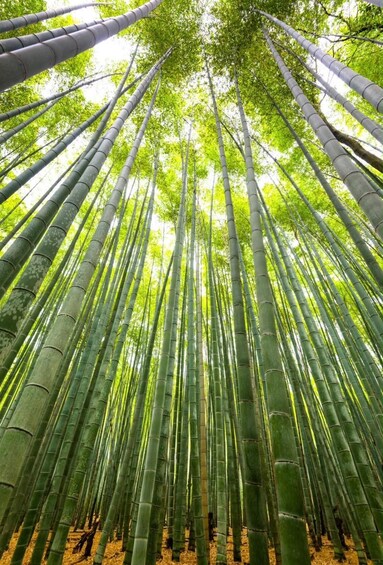 Picture 12 for Activity Kyoto: Full-Day Private Tour with English-Speaking Driver 5