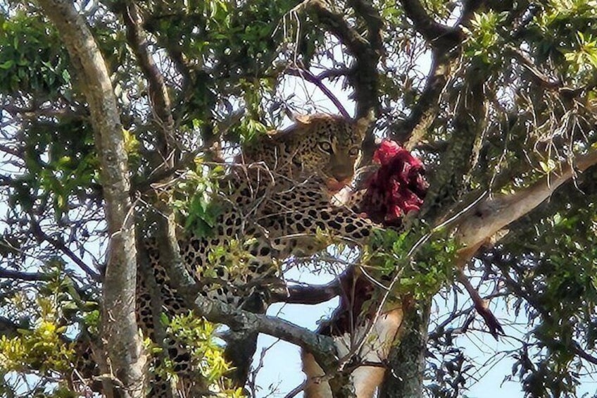 A leopard in a tree with a red flower. 2