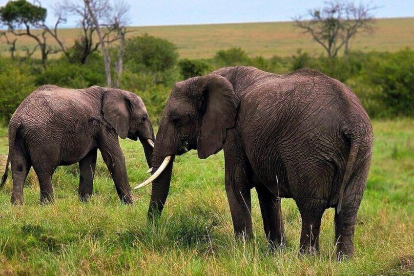 3 Days Masai Mara Budget Private Safari - Classic 4x4 Jeep Tour 1