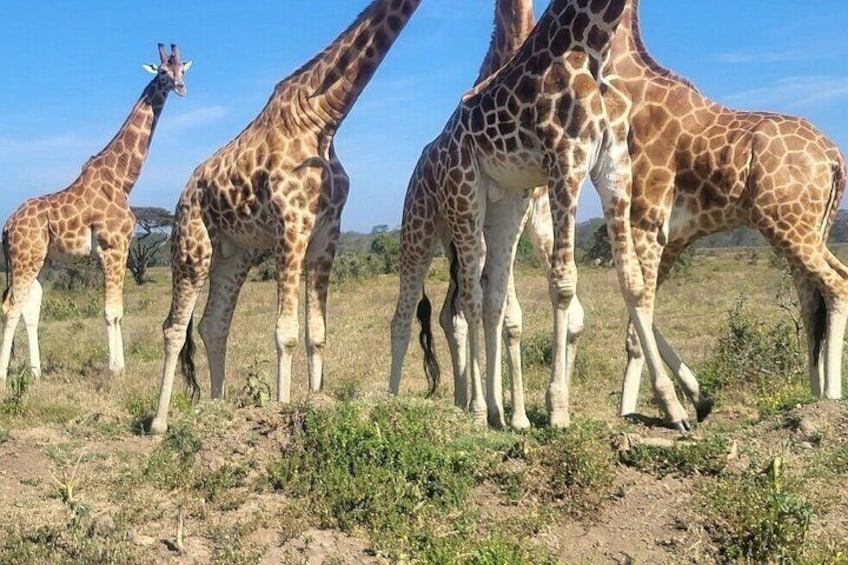 3 Days Masai Mara Budget Private Safari - Classic 4x4 Jeep Tour 3