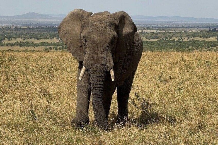 3 Days Masai Mara Budget Private Safari - Classic 4x4 Jeep Tour 5