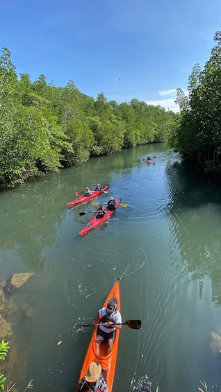 A group of people kayaking on a calm river surrounded by dense mangrove trees. 4