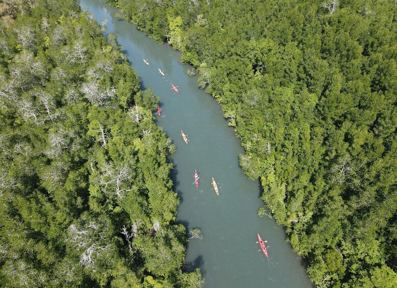 Picture 8 for Activity Labuan Bajo: Rangko Mangrove Kayaking Tour 4