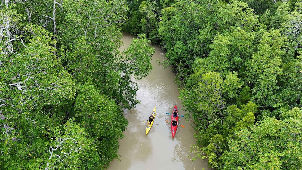 Two kayakers on a river surrounded by dense green foliage. 1