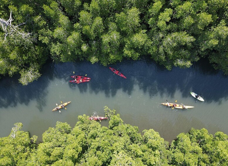 Picture 1 for Activity Labuan Bajo: Rangko Mangrove Kayaking Tour 5