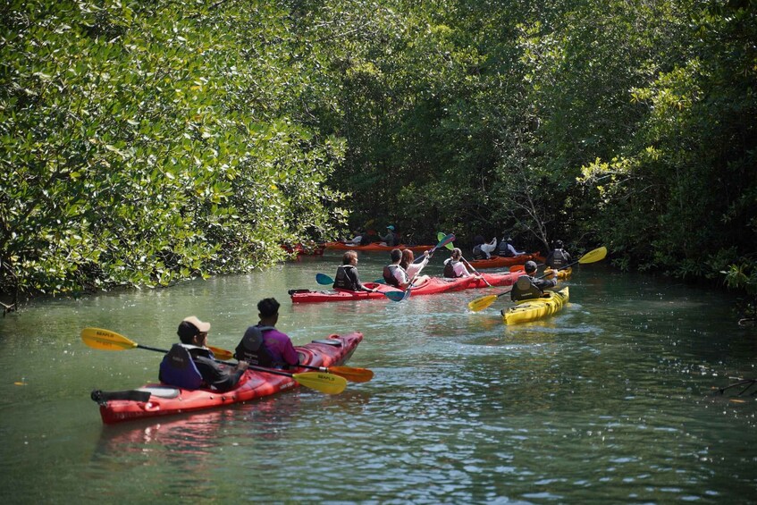 Labuan Bajo: Rangko Mangrove Kayaking Tour 2