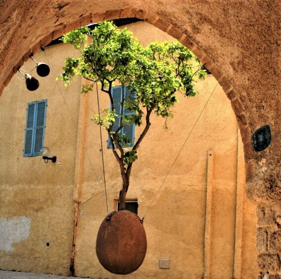 A tree with green leaves growing through an archway in a building with a textured wall and blue shutters. 5