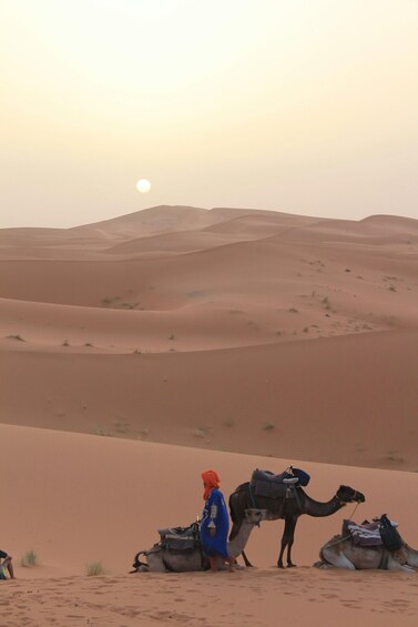 A desert landscape with sand dunes and a camel with a saddle. 1