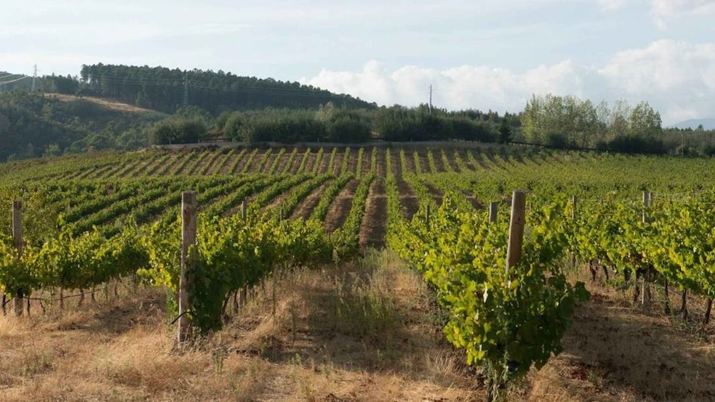 A vineyard with rows of grapevines. 2