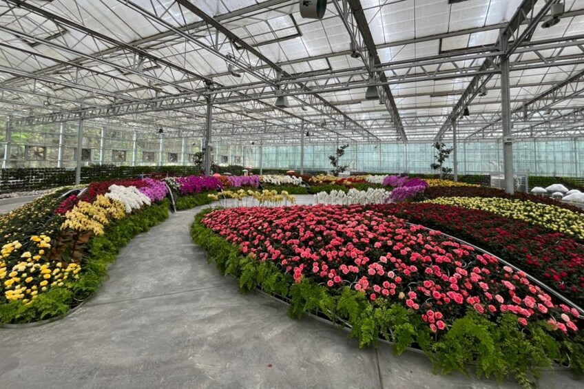 A greenhouse with rows of flowering plants. 3