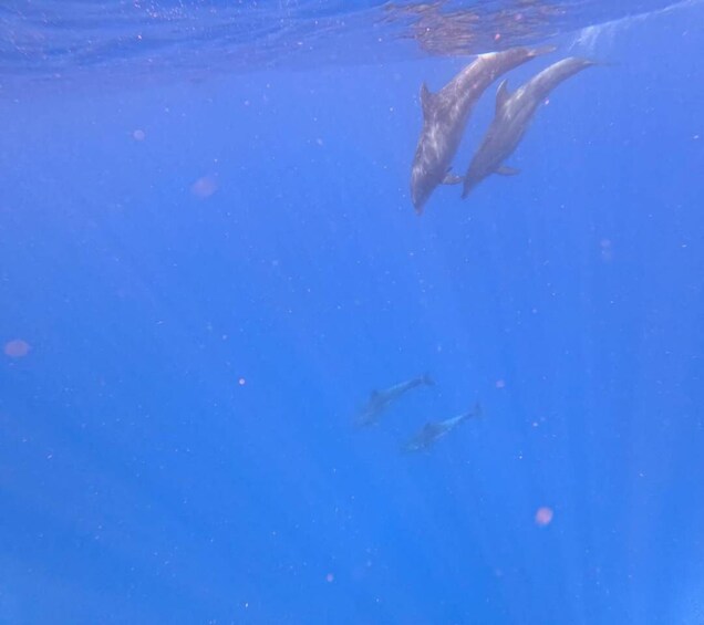 Picture 2 for Activity Exclusive Pedal kayak excursion in Los Cristianos 3
