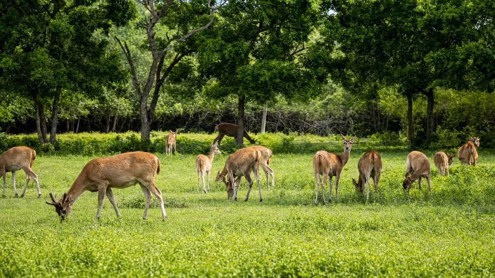 Picture 1 for Activity Bali: West Bali National Park Safari Tour 4