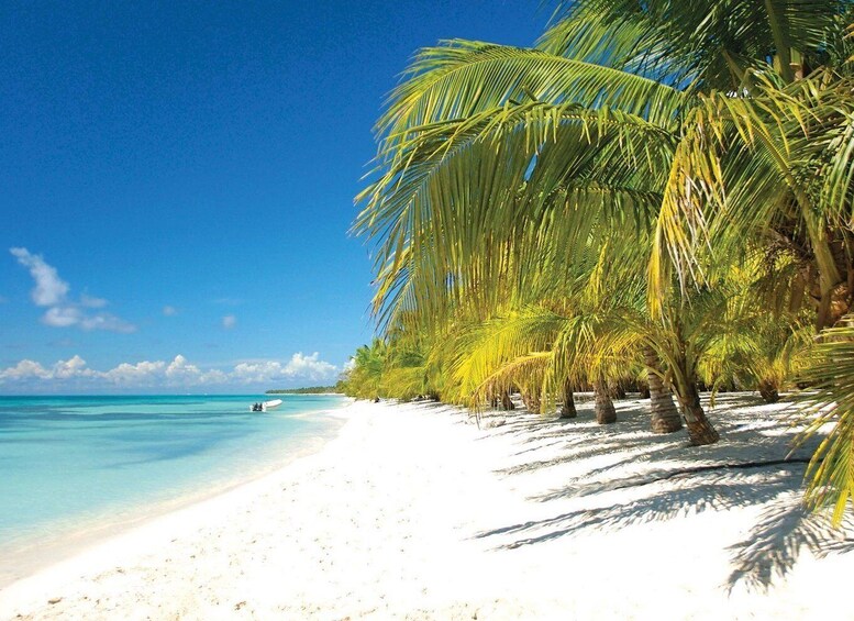 A beach with white sand, clear turquoise water, and palm trees. 5