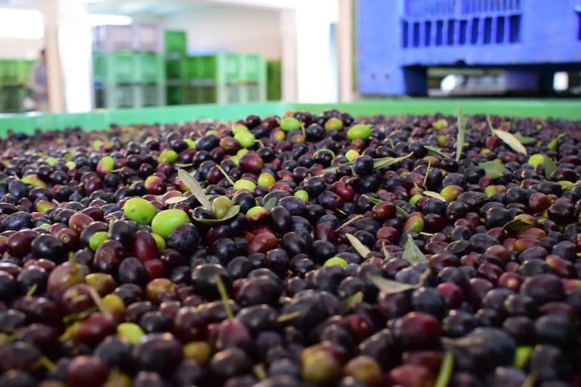 A large quantity of dark and green grapes spread across a surface. 4