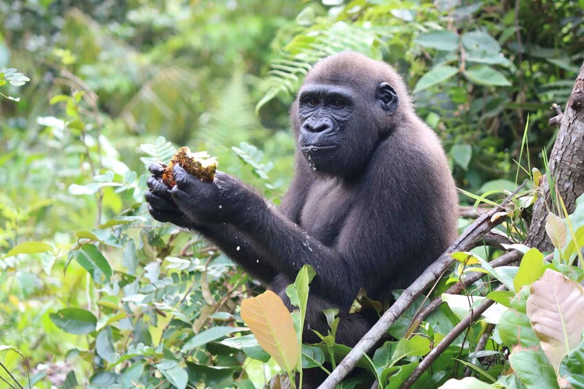 A gorilla sitting amidst dense green foliage, holding and eating a piece of food. 1