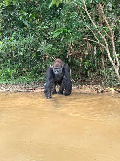 A gorilla standing in a muddy river surrounded by dense foliage. 5