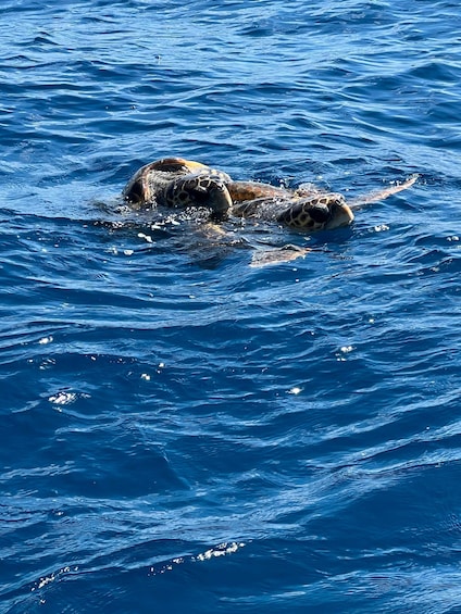 A sea turtle swimming in the ocean. 1