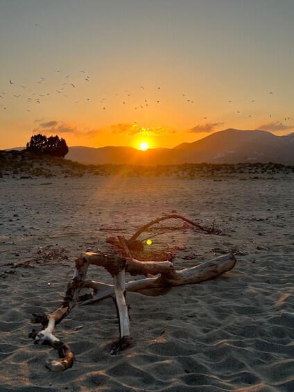 A sunset over a sandy beach with a fallen tree trunk in the foreground. 3