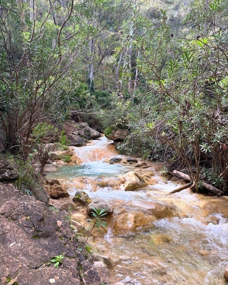 A rocky stream flowing through a forested area with dense vegetation. 3