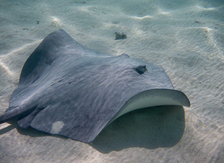 Picture 21 for Activity Moorea: Lagoon Canoe Tour with Snorkeling and BBQ 5