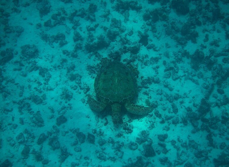 Picture 18 for Activity Moorea: Lagoon Canoe Tour with Snorkeling and BBQ 4