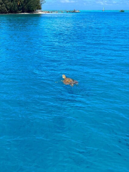 A sea turtle swimming in clear blue water with a pier and boats in the background. 5