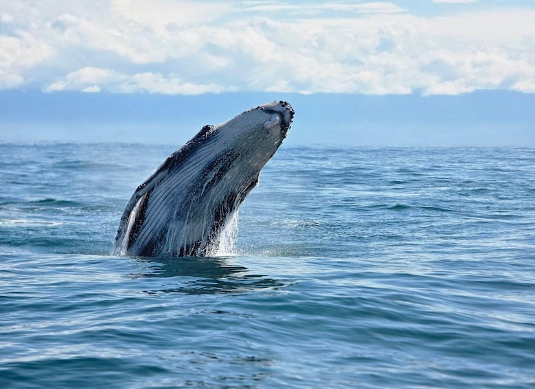 A whale breaching the ocean surface. 1