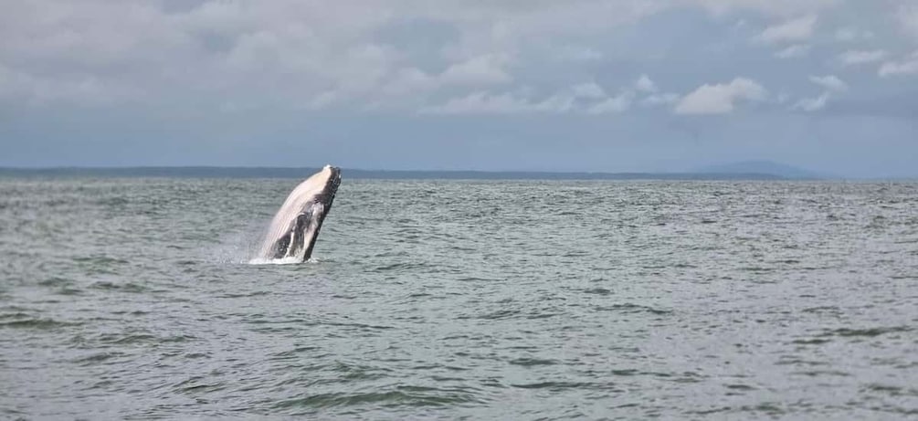 A whale breaching the ocean surface. 3