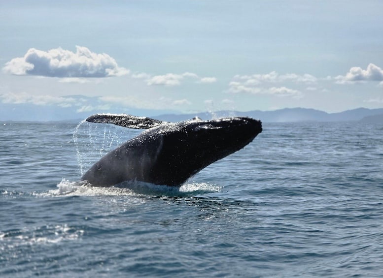 A whale breaching the ocean surface. 2