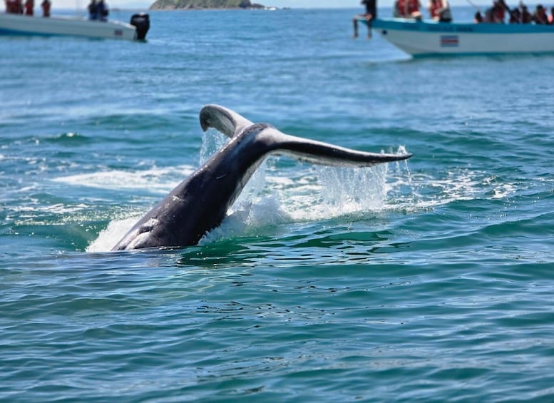 A whale breaching the water, with boats and people in the background. 4