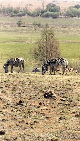 Zebras grazing in a grassy field with sparse trees in the background. 4