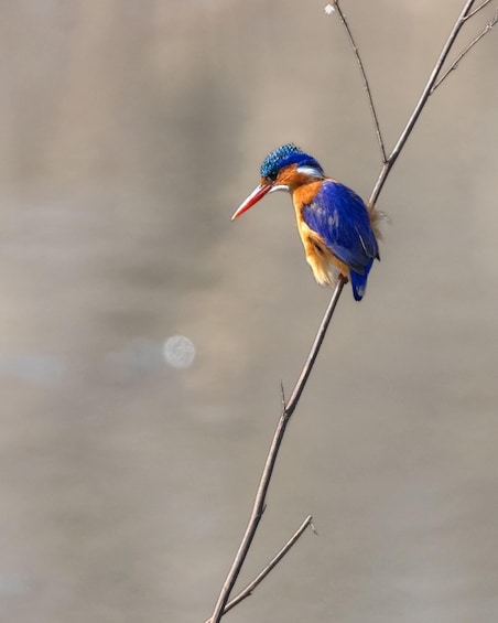A kingfisher perched on a branch. 5