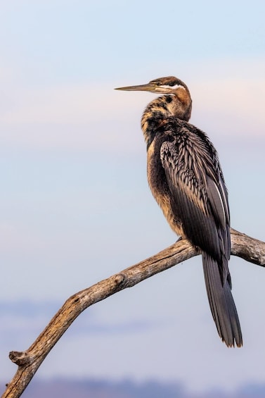 A bird perched on a branch with a clear sky in the background. 1